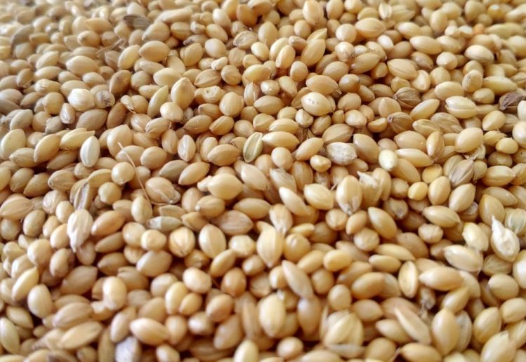 brown seeds