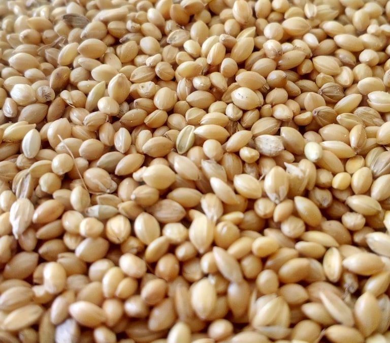 brown seeds